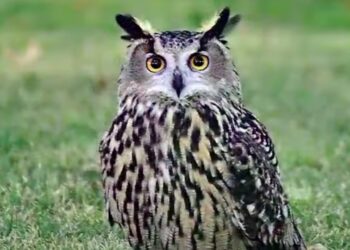 Flaco the Owl Observed Hunting and Eating Prey After Escaping Zoo