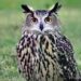 Flaco the Owl Observed Hunting and Eating Prey After Escaping Zoo