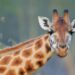 Giraffe Dies in New York Zoo After Getting Neck Trapped in Enclosure