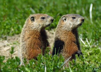 Quebec Groundhog Famous for Predicting Weather Dies On Groundhog Day