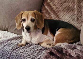 Kansas Family’s Missing Dog Found 8 Years Later 1,000 Miles Away in Idaho