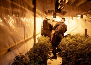 Lincolnshire Police Uncover ‘Biggest Cannabis Farm To Date’, Three Men Arrested