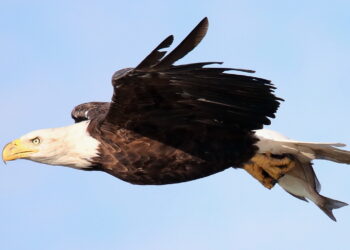 2 Men Arrested for Killing and Planning to Eat Bald Eagle in Nebraska