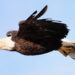 2 Men Arrested for Killing and Planning to Eat Bald Eagle in Nebraska