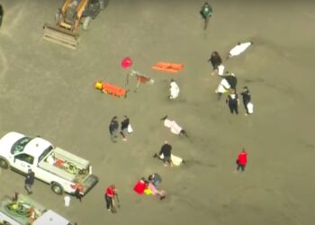 8 Dolphins Dead in ‘Mass Stranding Event’ on New Jersey Beach, Local Officials Confirm