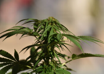 B.C. Cannabis Company Gets Approval To Make Cocaine From Health Canada