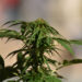 B.C. Cannabis Company Gets Approval To Make Cocaine From Health Canada