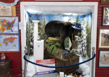 Taxidermied Cocaine Bear Will Help Couple Tie the Knot by Officiating Wedding