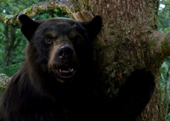 ‘Cocaine Bear’ Lines Up a Good TIme It Can’t Quite Finish