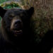 ‘Cocaine Bear’ Lines Up a Good TIme It Can’t Quite Finish