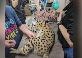 Exotic Cat Taken to Cincinnati Zoo After Testing Positive for Cocaine