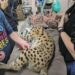 Exotic Cat Taken to Cincinnati Zoo After Testing Positive for Cocaine