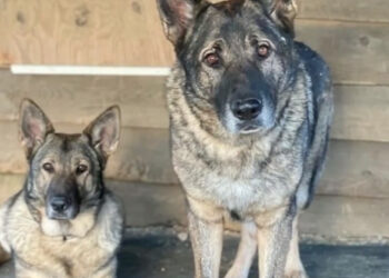 Man Charged After Killing and Skinning Two Dogs He Believed Were Coyotes