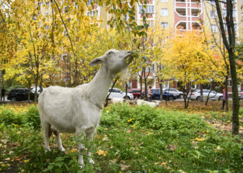 Family Finds Stray Goat Moved In While They Were on Vacation