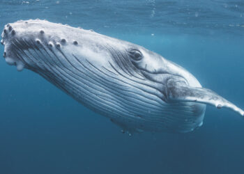 Man Who Refers to Himself as ‘Dolphin Dave’ Cited for Harassing Humpback Whale, Dolphins While Snorkeling