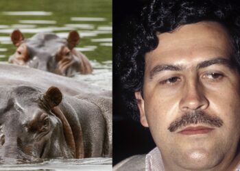 Colombia Wants to Move Pablo Escobar’s ‘Cocaine Hippos’ to Combat Rapid Reproduction