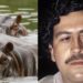 Colombia Wants to Move Pablo Escobar’s ‘Cocaine Hippos’ to Combat Rapid Reproduction