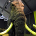 Scientists Create Meatball Consisting of Extinct Woolly Mammoth DNA