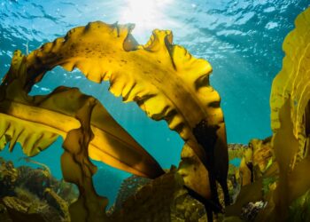 Massive Patch of Seaweed That’s Visible From Space Is Heading Towards Florida’s Gulf Coast