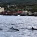 Feds Investigate More Than 30 Swimmers Accused of Dolphin Harassment