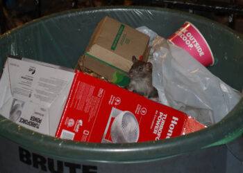 NYC Restaurant Shut Down Following Lawsuit Over Dead Rat in Delivery