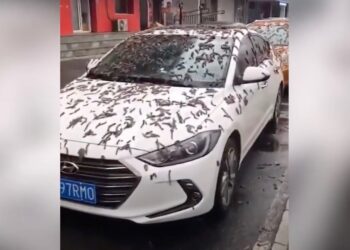 Viral Video of So-Called ‘Worm Rain’ Sparks Online Debate