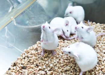 Scientists Create a Litter of Mice With Two Biological Fathers