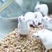Scientists Create a Litter of Mice With Two Biological Fathers