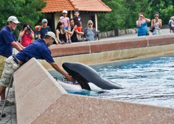 Kiska, ‘The World’s Loneliest’ Orca Whale, Dies at Canada’s Marineland Amusement Park