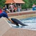 Kiska, ‘The World’s Loneliest’ Orca Whale, Dies at Canada’s Marineland Amusement Park