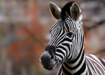 Pet Zebra Fatally Shot by Deputy After Allegedly Biting Owner’s Arm at Home
