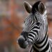 Pet Zebra Fatally Shot by Deputy After Allegedly Biting Owner’s Arm at Home