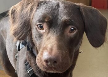 ‘Alcoholic’ Labrador Becomes First UK Dog To Be Treated For Addiction