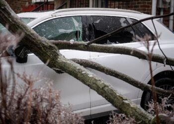 Montrealers Share Pictures of Fallen Trees, Damaged Cars After Getting Hit by Massive Ice Storm