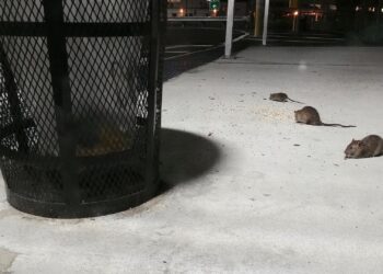 NYC Appoints Its First-Ever ‘Rat Czar’ to Control Pest Population