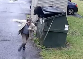 Footage Shows Bear Popping Out of School Dumpster, Terrifying Principal