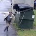 Footage Shows Bear Popping Out of School Dumpster, Terrifying Principal