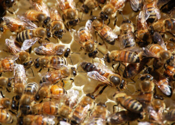 Six People Stung to Death by Killer Bees After Bus Crashes Into Hives