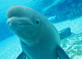 Kodiak the Beluga Whale and Sonar the Dolphin Die at Marineland