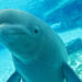 Kodiak the Beluga Whale and Sonar the Dolphin Die at Marineland