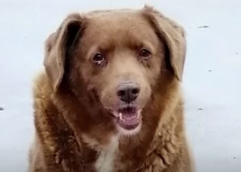 World’s Oldest Dog Ever Celebrates His 31st Birthday