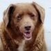 World’s Oldest Dog Ever Celebrates His 31st Birthday