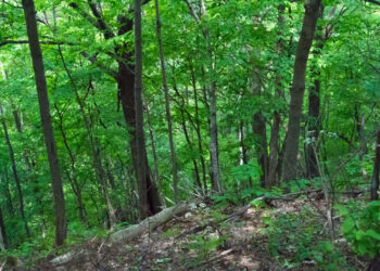 Elementary School Students Discover Body in the Woods During Field Trip