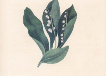 Snoh Aalegra Drops “Sweet Tea” Single