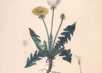 Snoh Aalegra Drops “Wait A Little Longer” Single